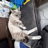 Foto del gato perdido en Saint Avit Saint Nazaire