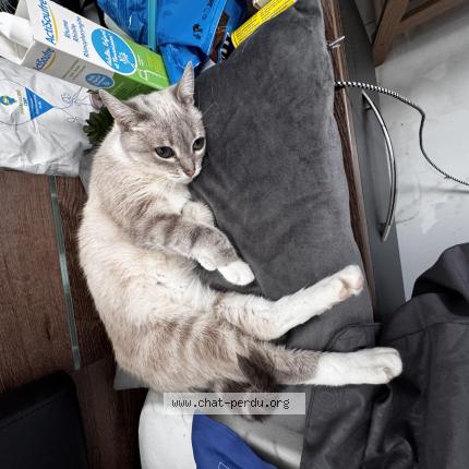 Foto 1/1 Plume Chat perdido en Saint avit saint nazaire