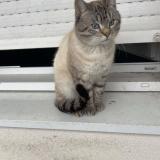 Foto del gato perdido en Saint Sebastien Sur Loire