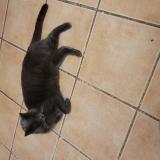 Foto del gato perdido en Vitrolles