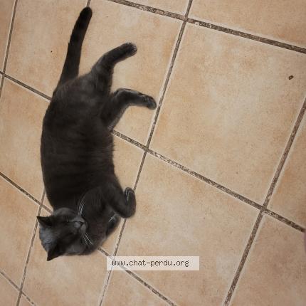 Foto 1/1 Pimponette Chat perdido en Vitrolles