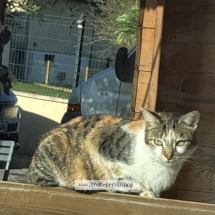 Foto 1/1 Gato encontrado Encontrado en Abondant