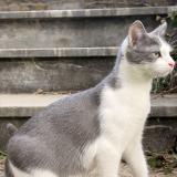 Foto del gato perdido en Salechan