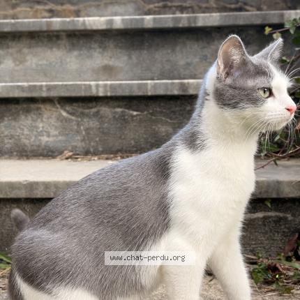 Foto 1/1 Kiva Chat perdido en Salechan