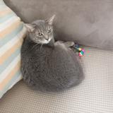 Foto del gato perdido en Madrid