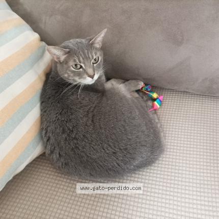 Foto 1/1 Hony Chat perdido en Madrid