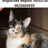 Foto del gato perdido en Saint Martin D Heres