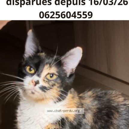Foto 1/1 Mimi Chat perdido en Saint martin d heres