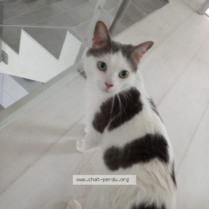 Foto 1/1 Amé Chat perdido en Saint philibert