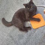 Foto del gato perdido en Montevideo