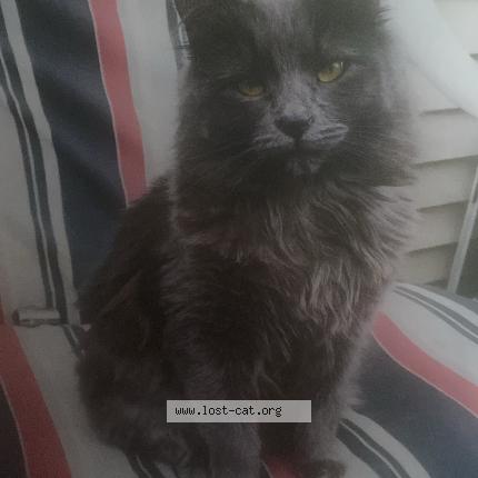 Foto 1/1 Babygirl Chat perdido en Valparaiso