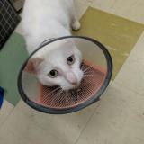 Foto del gato perdido en Mount Kuring Gai