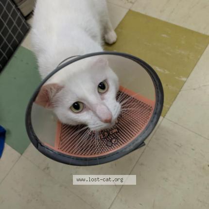 Foto 1/1 Frankie Chat perdido en Mount kuring gai