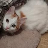 Foto del gato perdido en Pont De Roide