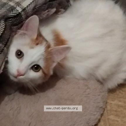 Foto 1/1 Nougat Chat perdido en Pont de roide