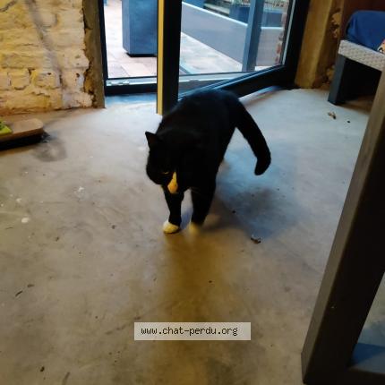 Foto 1/1 Gato encontrado Encontrado en Marilles