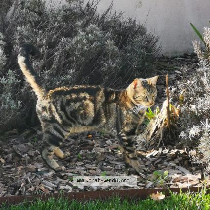 Foto 1/1 Chouchou Chat perdido en Les sables d olonne