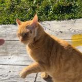 Foto del gato perdido en Pamiers