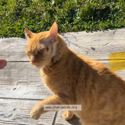 Foto 1/1 Scofield Chat perdido en Pamiers