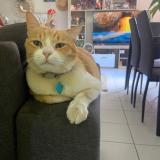 Foto de un gato reunido en Possession