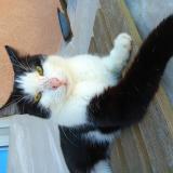 Foto del gato perdido en Limoges