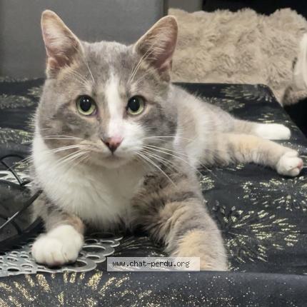 Foto 1/1 Tigrou Chat perdido en Marly