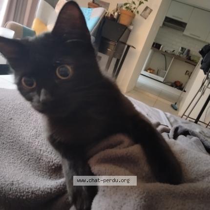 Foto 1/1 Youdi Chat perdido en Saint gervais