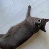 Foto del gato perdido en Fargues