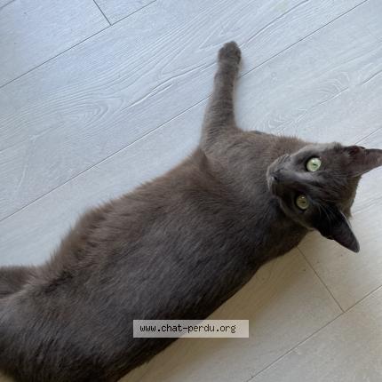 Foto 1/1 Tamy Chat perdido en Fargues