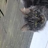 Foto de gato encontrado en Grugies