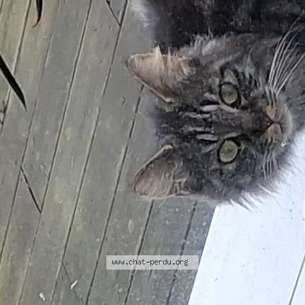 Foto 1/1 Gato encontrado Encontrado en Grugies