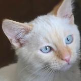 Foto del gato perdido en Saint Beauzire