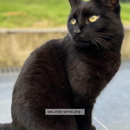 Foto 1/1 Yako Chat perdido en Trazegnies