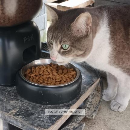 Foto 1/1 Gato encontrado Encontrado en Venissieux