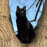 Foto del gato perdido en Camon