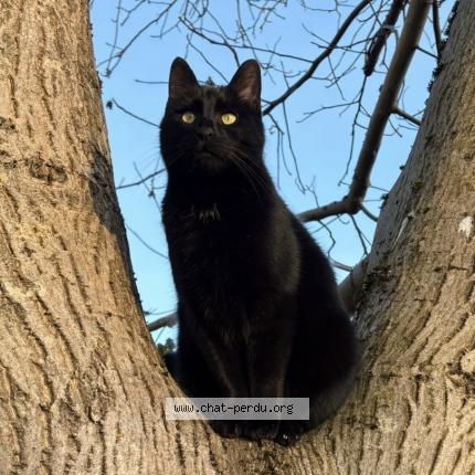 Foto 1/1 Toto Chat perdido en Camon