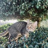 Foto del gato perdido en Baud