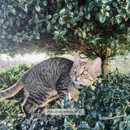 Foto 1/1 Yuna Chat perdido en Baud