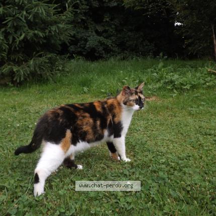 Foto 1/1 Playa Chat perdido en Les epesses