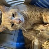 Foto de gato encontrado en Pierre De Bresse