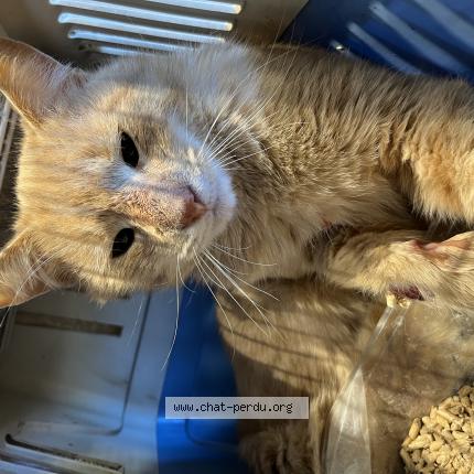 Foto 1/1 Gato encontrado Encontrado en Pierre de bresse