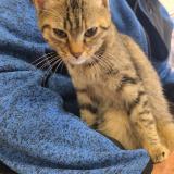 Foto de gato encontrado en Saint Seurin De Bourg