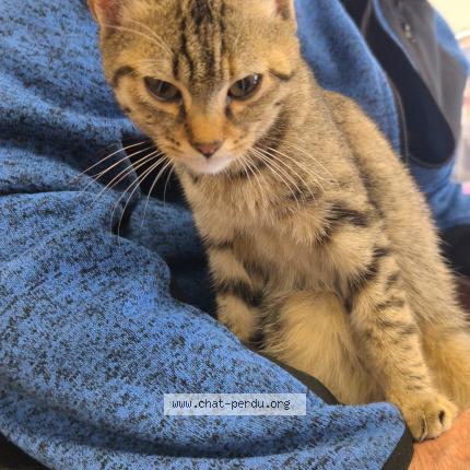 Foto 1/1 Gato encontrado Encontrado en Saint seurin de bourg