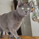 Foto del gato perdido en Brest