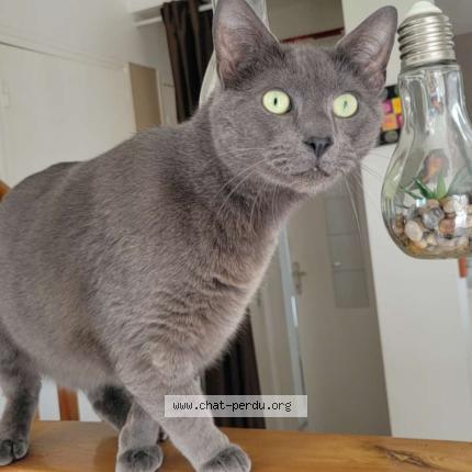 Foto 1/1 Patrick Chat perdido en Brest