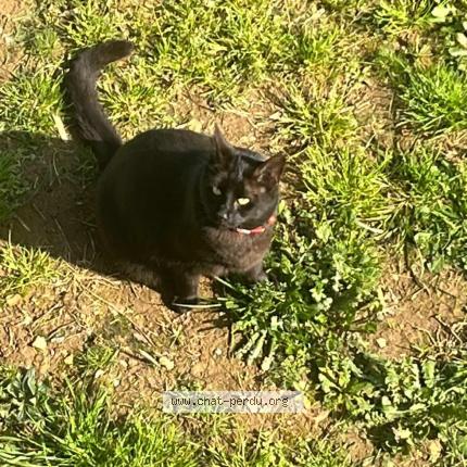 Foto 1/1 Murphy Chat perdido en St georges de montaigu