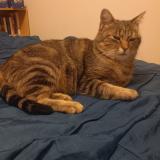 Foto del gato perdido en Maze