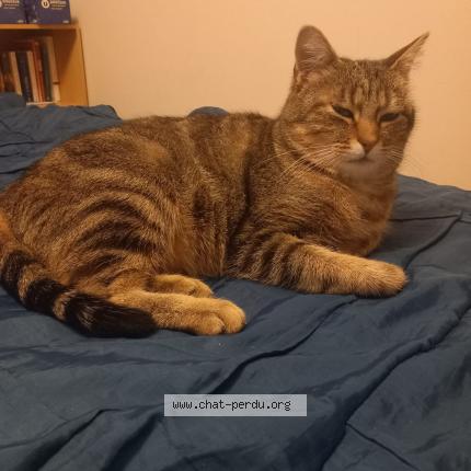 Foto 1/1 Poupette Chat perdido en Maze