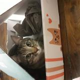 Foto del gato perdido en Paris