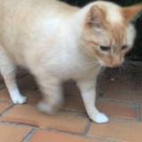 Foto del gato perdido en Fraze